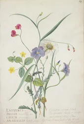 Lathyrus nissolia, Chrysanthemum leucanthemum, Linum perenne, Lysimackia nemorum, 1767